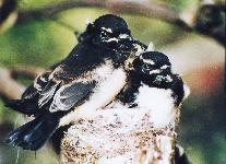Wagtail Family